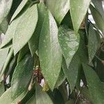 Hoya micrantha Leaf