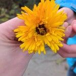 Calendula officinalis TuingoudsbloemFlower