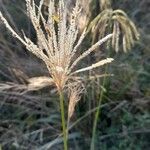 Eustachys paspaloides Fruit