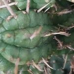 Euphorbia mammillaris Bark