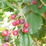 Paullinia elegans Fruit