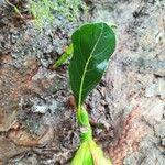 Artocarpus heterophyllus Feuille