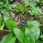 Clintonia borealis ᱥᱟᱠᱟᱢ