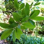 Arbutus unedo Leaf