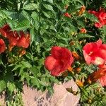 Campsis grandifloraKvet