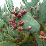 Opuntia strictaFruit