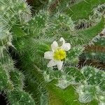 Anchusa aegyptiaca Floare