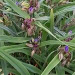 Tradescantia × andersoniana Leaf