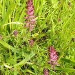 Fumaria bicolor 花