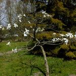 Magnolia stellata 整株植物