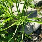 Cyperus eragrostis Leaf