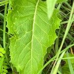 Cirsium texanum Ліст