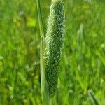 Phalaris paradoxa 葉