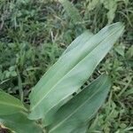 Hedychium coronarium Lapas