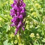 Dactylorhiza majalisKwiat