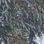 Eucalyptus tereticornis List