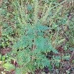 Ambrosia artemisiifolia Хабит