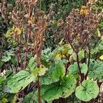 Ligularia dentata Leaf