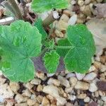 Pelargonium caylae Hoja