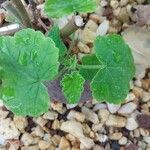 Pelargonium caylae Leaf