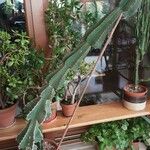 Euphorbia cooperi Hábito