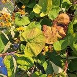 Ligularia dentata Leaf