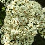 Viburnum prunifolium Blomma