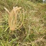 Chloris gayana Fruit