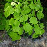 Tilia cordata Foglia