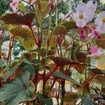 Begonia formosana Leaf