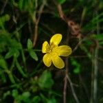 Ranunculus sardous 花