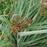 Cyperus ligularis Květ