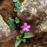 Oxalis debilis Fleur