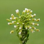 Thlaspi alliaceum 花