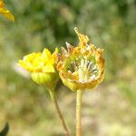 Lasthenia ferrisiae Flower