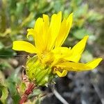 Grindelia chiloensis Λουλούδι