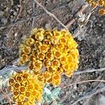 Helichrysum anomalum Flower