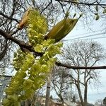 Acer macrophyllum Flor