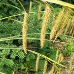 Carex crinita Fruitua