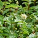 Cephalanthus occidentalis Hábito