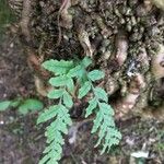 Polypodium californicum Hoja