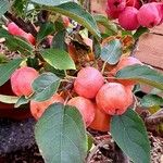 Malus baccata Плод