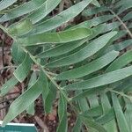 Zamia integrifolia 葉