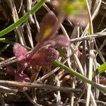 Euphrasia pectinata Leaf