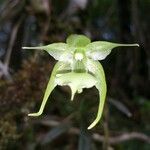 Aeranthes strangulata Blodyn