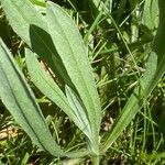 Centaurea graminifolia Blatt