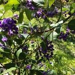 Hardenbergia comptoniana Кветка