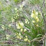 Polygala flavescens फूल