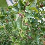 Viburnum odoratissimum Leaf