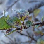 Salix pyrenaica Habit